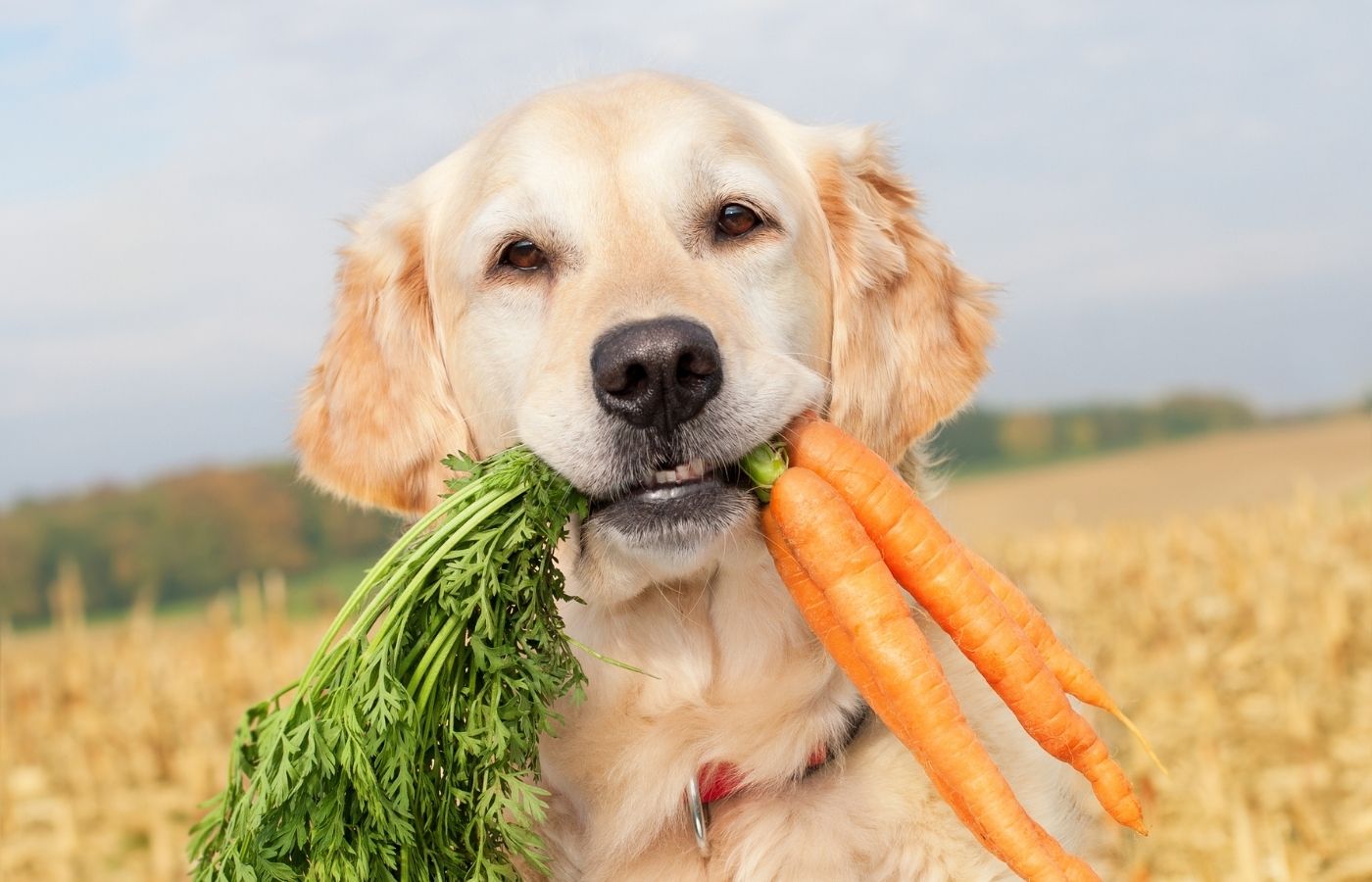 What fruits and vegetables can my dog eat.jpg