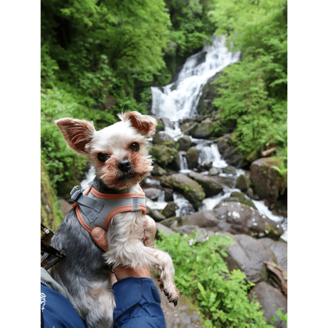 dog friendly hikes in killarney.png