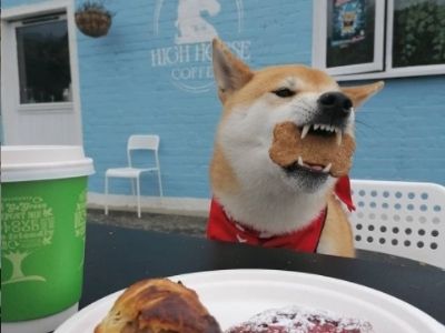 dog friendly cafe in waterford.jpg
