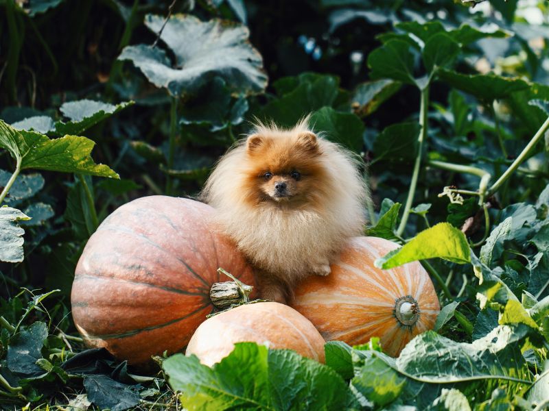 pick_your_perfect_pumpkin_with_your_furry_friend_by_your_side.jpg