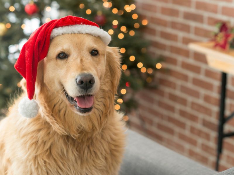 dog_friendly_christmas_market.jpg