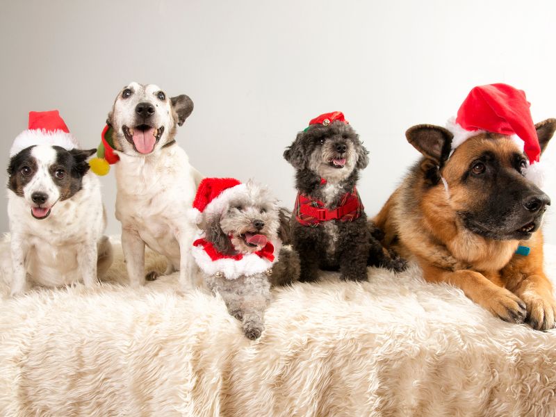 dog_friendly_christmas_activities.jpg