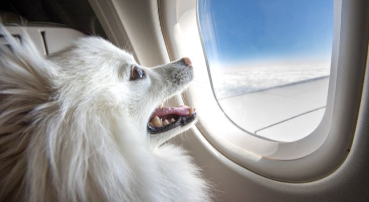 flying_with_dogs_to_ireland.jpg