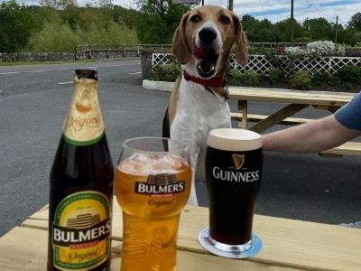 dog friendly pub in Kilkenny.jpg