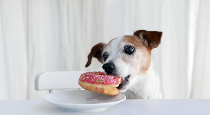 dog-friendly-doughnuts-at-krispy-kreme.jpg