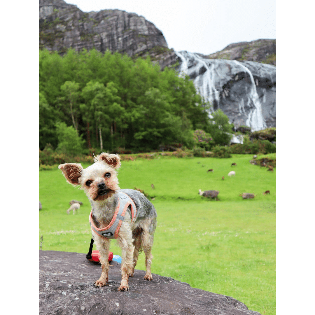 dog friendly activities in kerry.png