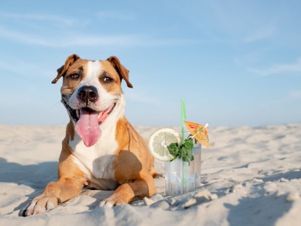 dog friendly beach.jpg