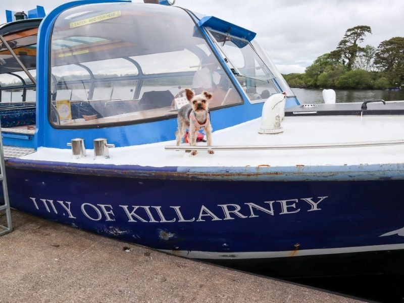 dog friendly boat trip tour in killarney .jpg