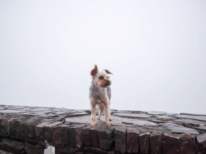 dog-friendly road trip ring of kerry.png