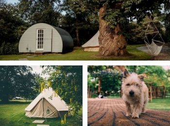 Ballyvolane House luxury dog-friendly camping and glamping near Cork .jpg