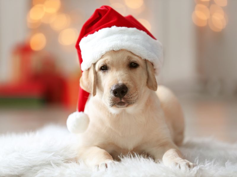 A_young_Labrador_puppy_wearing_a_Santa_hat_lying_on_a_white_fluffy_rug_with_a_warm,_softly_lit_background_suggesting_a_cozy_indoor_setting..jpg
