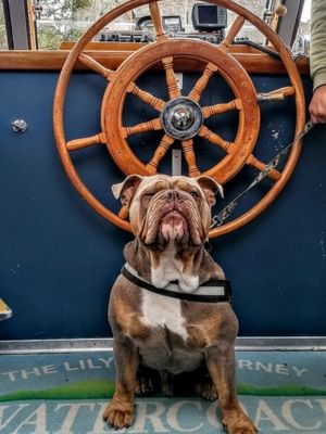 dog_friendly_boat_tours_in_ireland.jpg