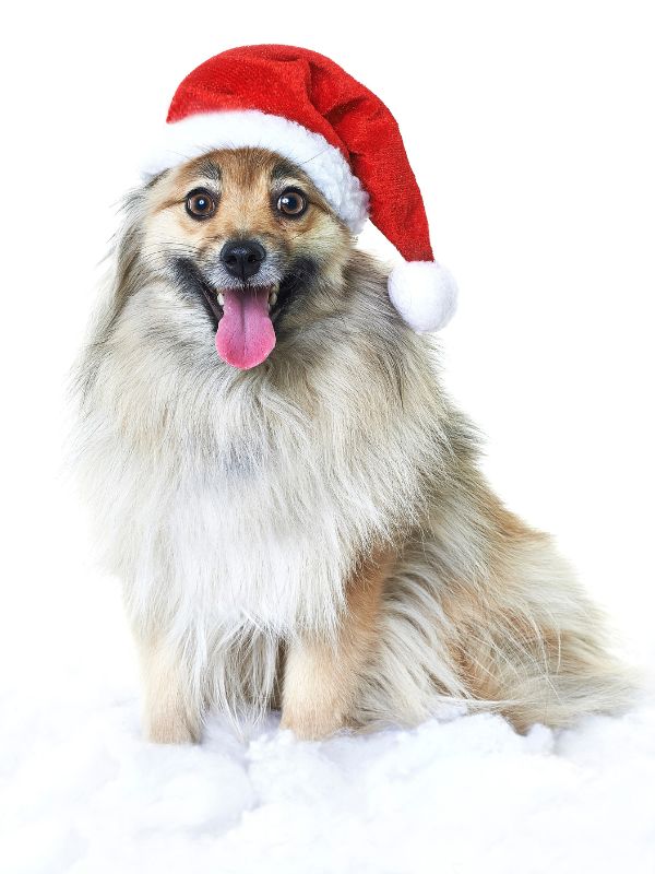 A_fluffy_Pomeranian_dog_with_a_happy_expression,_wearing_a_Santa_hat,_sitting_on_a_white_fluffy_surface,_isolated_against_a_plain_white_background.jpg