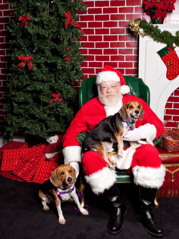Santa_Claus_seated_in_a_green_chair_beside_a_Christmas_tree_and_fireplace,_smiling_with_two_beagle_dogs,_one_on_his_lap_and_the_other_sitting_next_to_him,_in_a_festive_indoor_setting_with_red_brick_backdrop..jpg