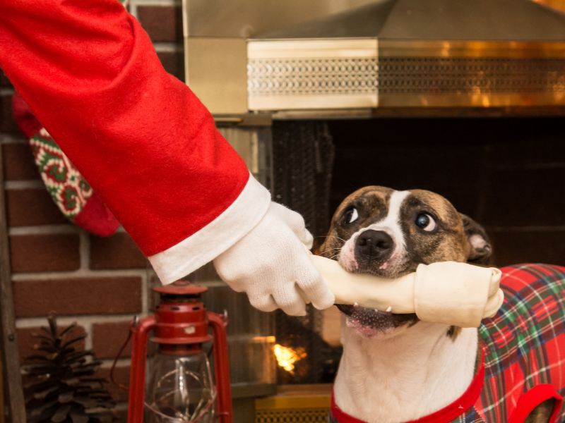 santa_gives_dog_a_bone_for_christmas.jpg