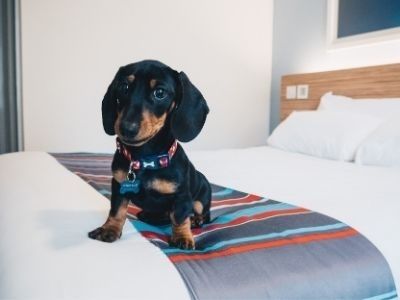 Travelodge Dublin City is in a great location for all dog-lovers.jpg