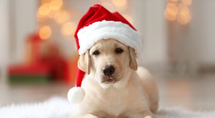 dog_with_santa_hat_ready_to_visit_santa_paws_in_great_britain.jpg