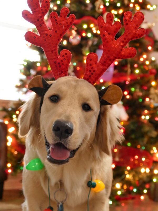 dog_with_antlers_on_head_and_christmas_lights_wrapped_around_neck.jpg