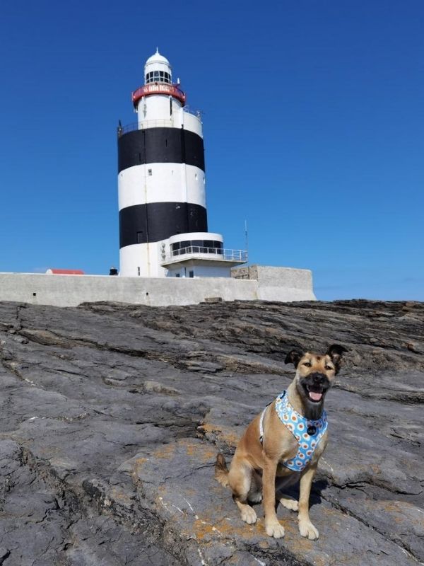 best dog friendly beaches in county wexford to go with your best friend.jpg