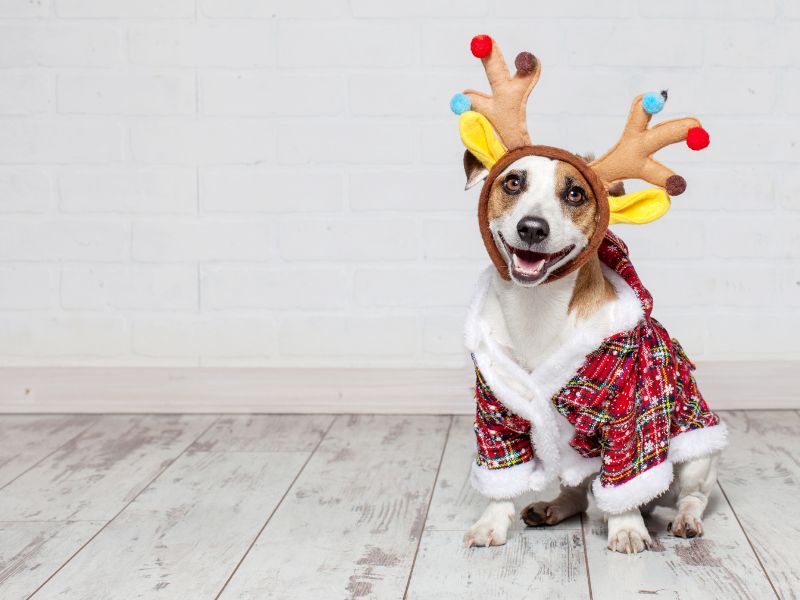 Happy_dog_wearing_a_reindeer_costume_with_colorful_antlers_against_a_white_brick_wall.jpg