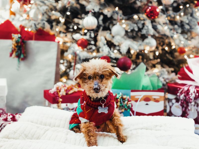 Small_dog_in_a_red_Christmas_sweater_seated_in_front_of_a_decorated_tree_with_presents.jpg
