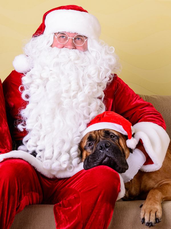 Santa_Claus_in_red_suit_sitting_with_a_Boxer_dog_wearing_a_Santa_hat.jpg