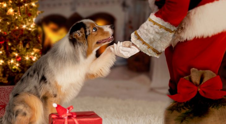 Australian_Shepherd_dog_giving_paw_to_Santa_Claus_by_a_Christmas_tree_with_lights_and_presents.jpg