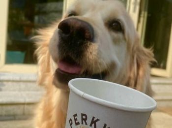 Perkys Coffee house dog friendly restauarnt in dublin 5 .jpg