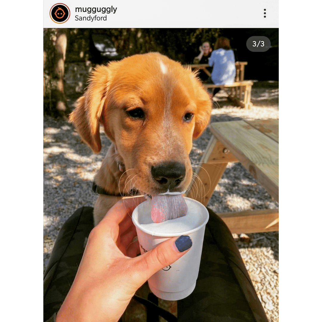 dog-friendly-cafe-puppuccino-ireland-4.png