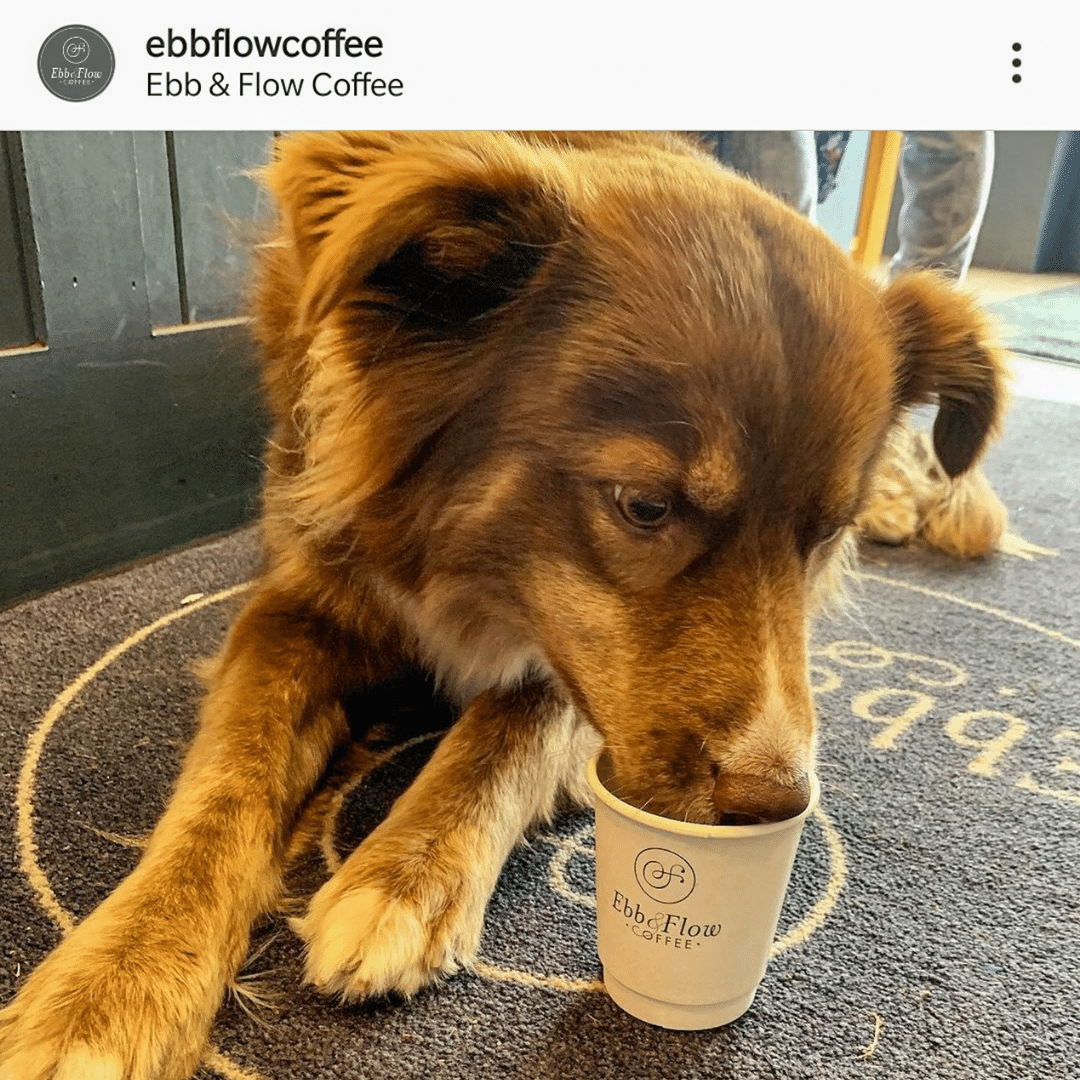dog-friendly-cafe-puppuccino-ireland-1.png