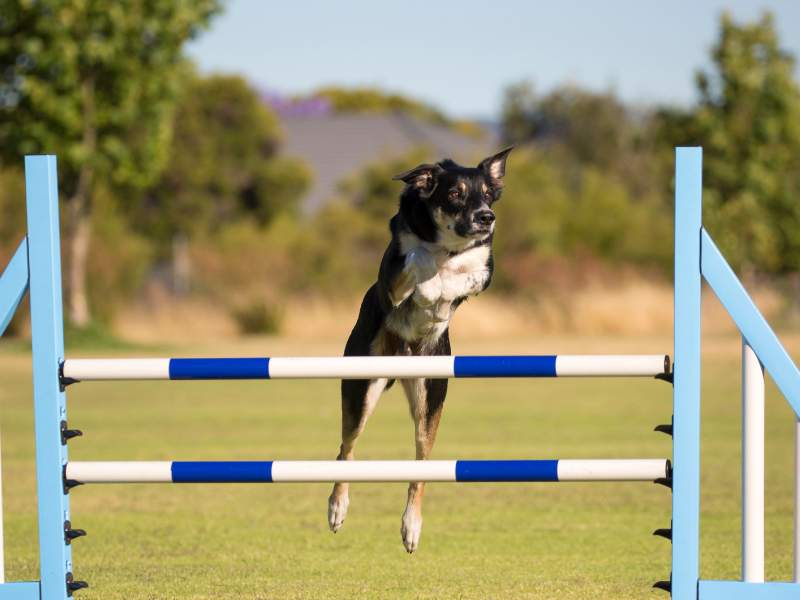 agility courses_for_dogs_ireland.jpg