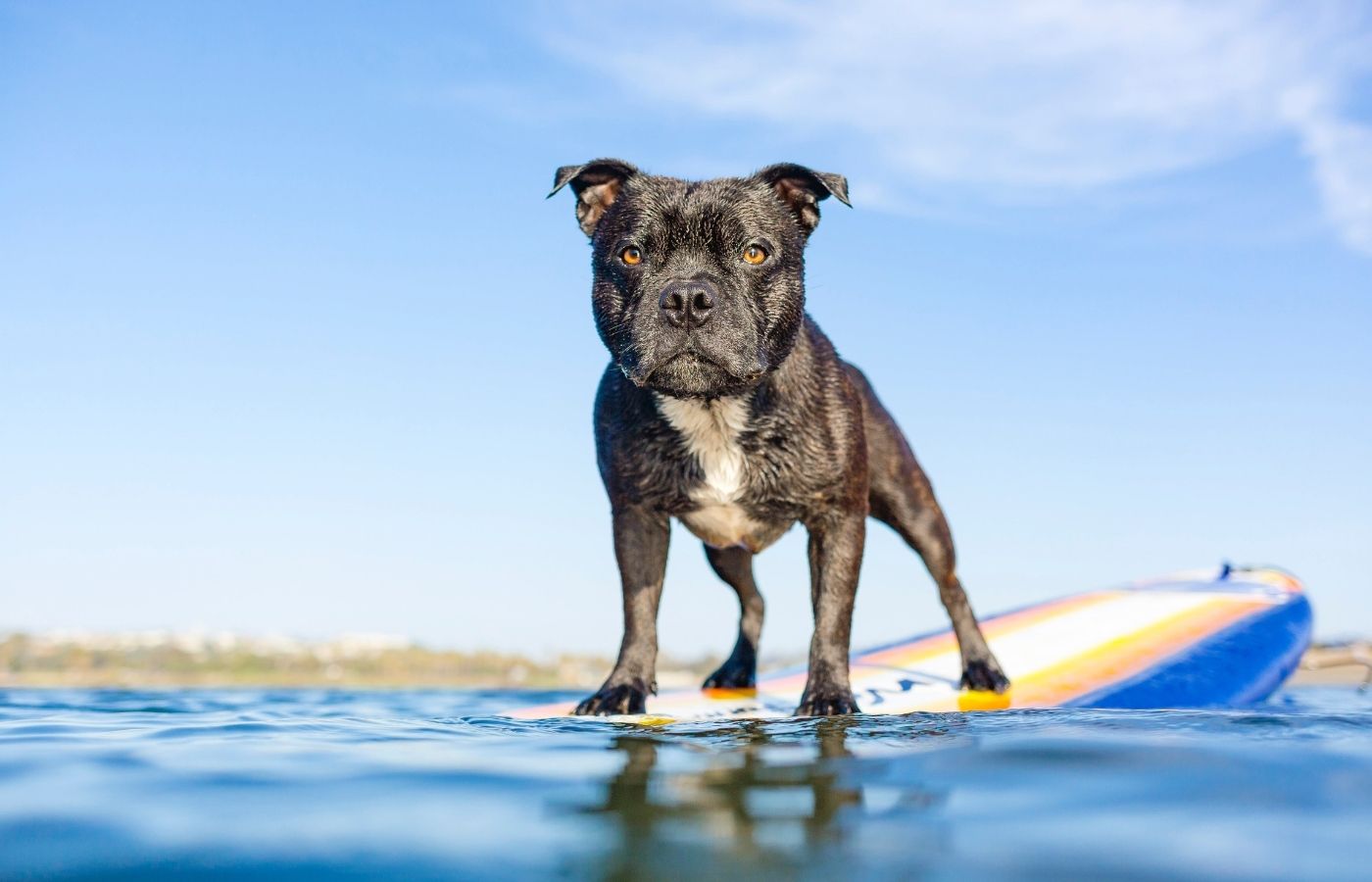 dog-friendly activities in county cork. Where can I take my dog? Dog friendly stand up paddle board Ireland .jpg