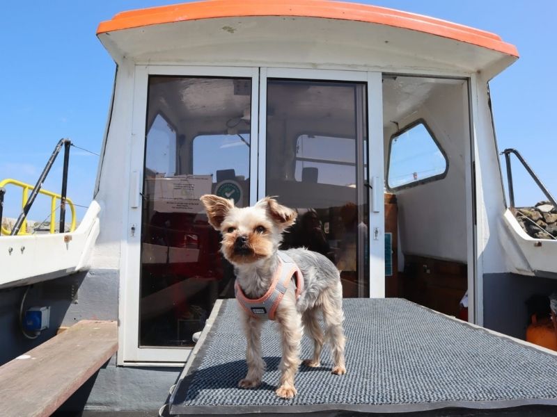 dog friendly boat tours.jpg