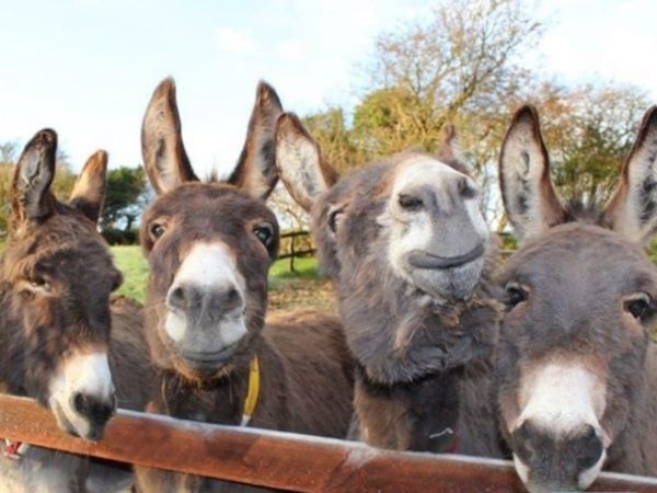 The Donkey Sanctuary Ireland allows dogs to visit.jpg