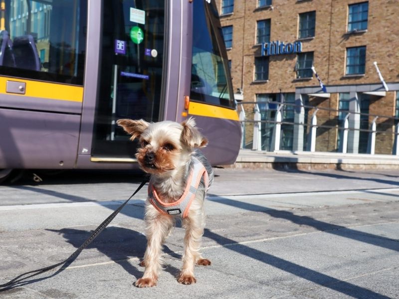 are dogs allowed on luas.jpg
