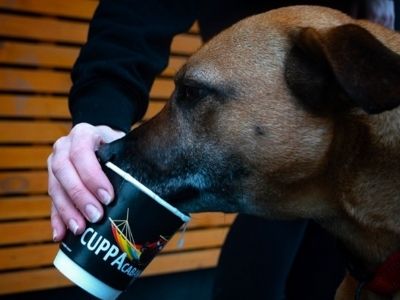 cuppacabana-dog-friendly-dublin-1.jpg