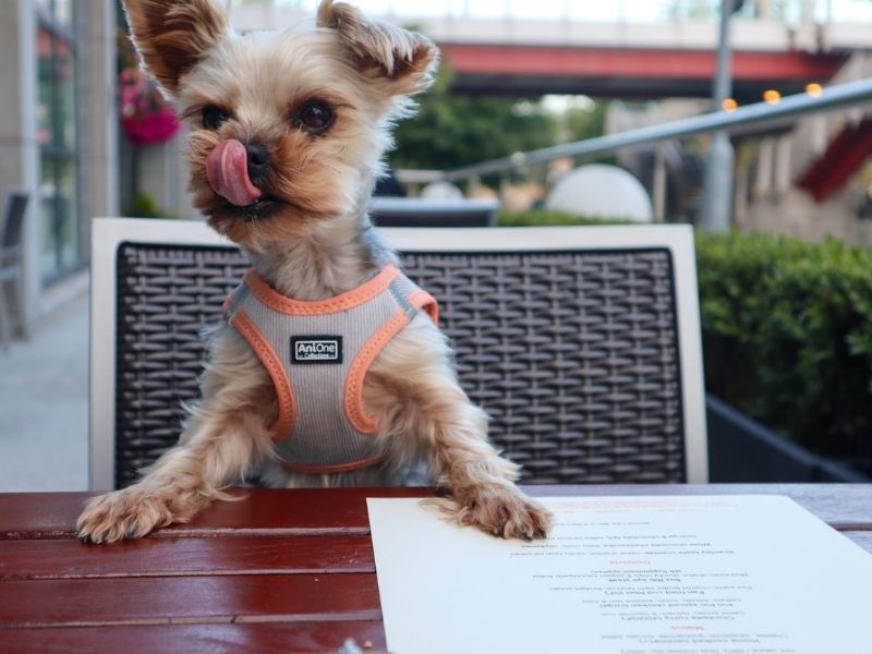 where can i eat with my dog in dublin.jpg