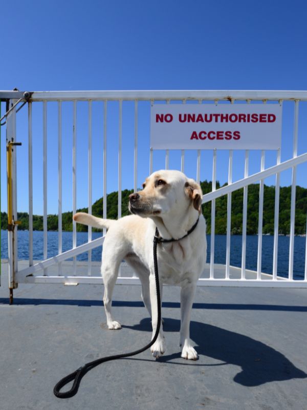 dog_on_a_ferry.jpg