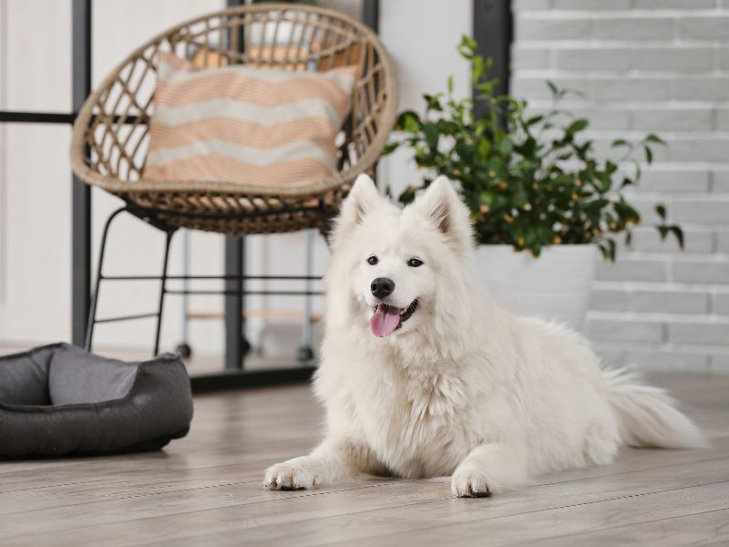 husky_laying_on_the_floor_of_a_pet_friendly_apartment_in_dubin_with_a_wicker_chair_dog_bed_and_plant_in_the_background.jpg