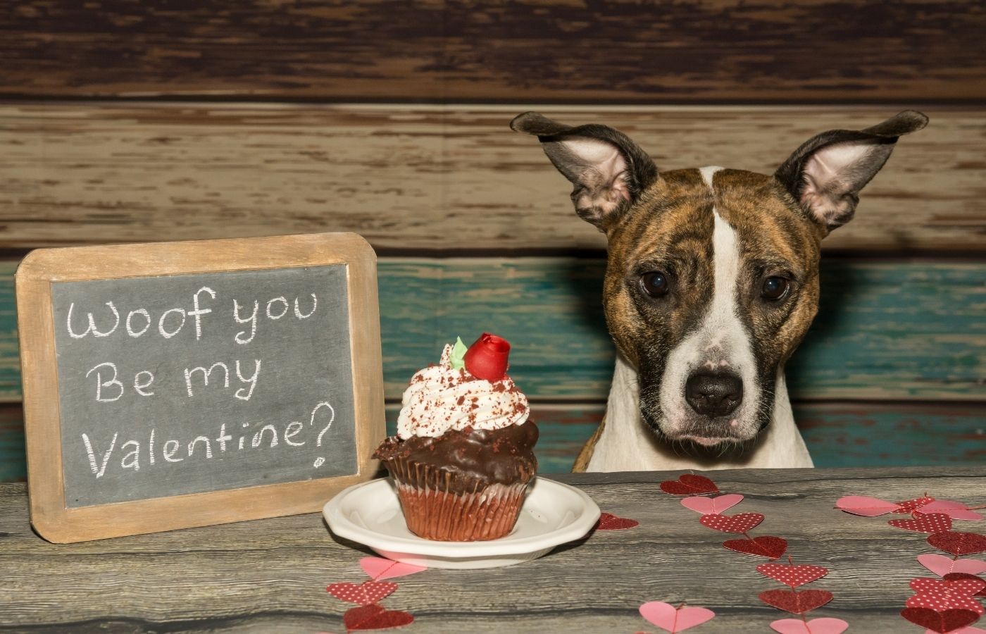 dog-friendly-valentines-day-plans.jpg