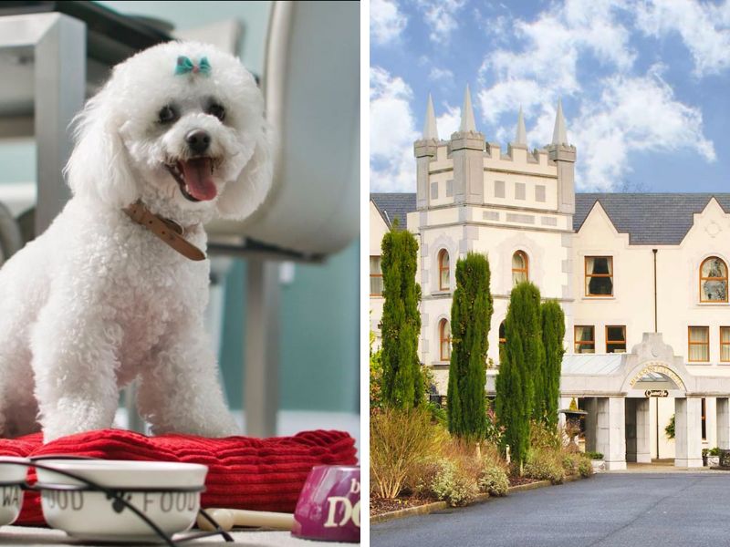 pet_friendly_and_afternoon _tea_at_muckross_park_hotel.jpg