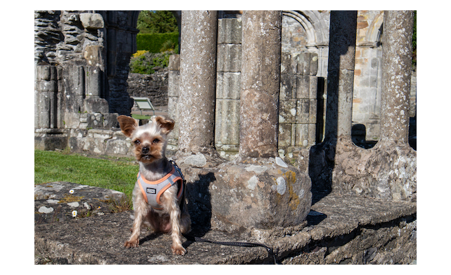 Old Melifont Abbey dogs of all sizes welcome in county meath.png
