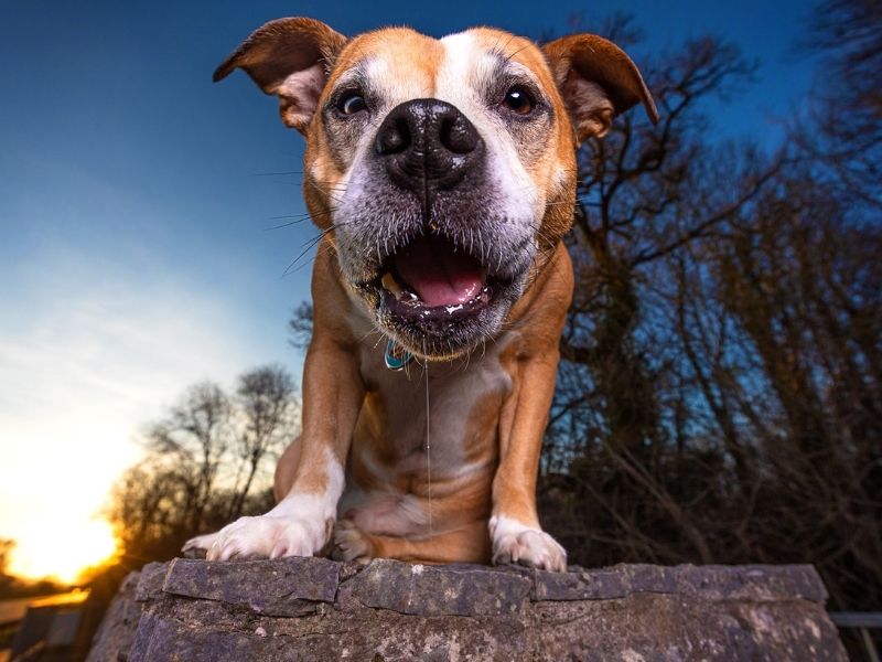 dog-photography-tips-for-great-shots.jpg