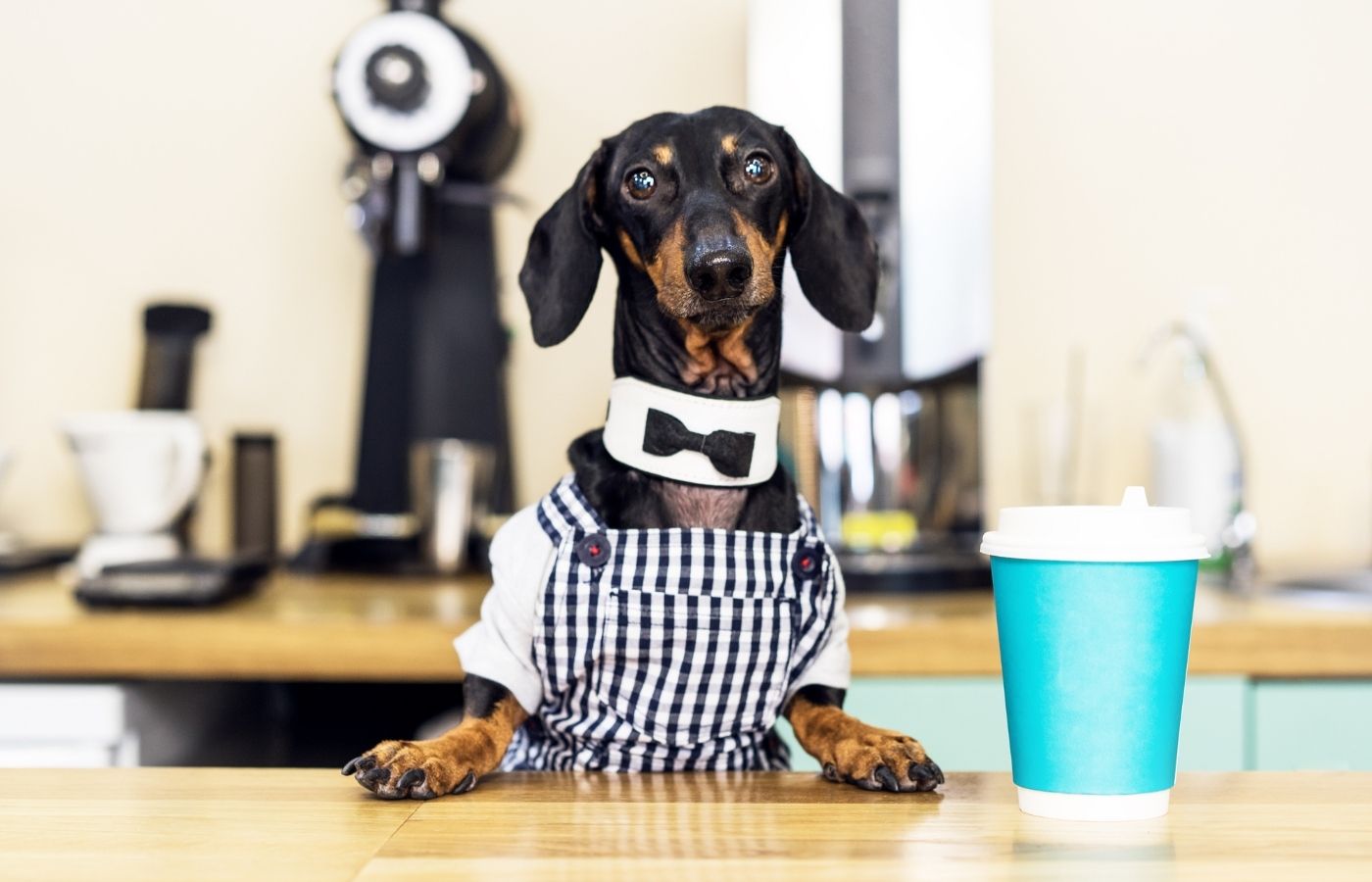 dog-friendly-coffee-container.jpg