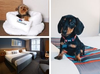 Large Dog Pet Friendly Hotel Travelodge Dublin City.jpg