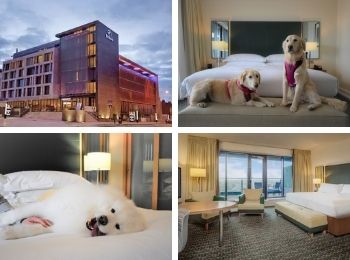 Large Dog Pet Friendly Accommodations Hilton Kilmainham Dublin.jpg