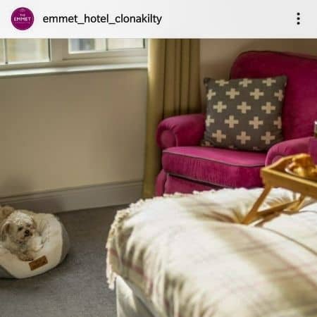 dog-friendly-hotel-emmet.jpg