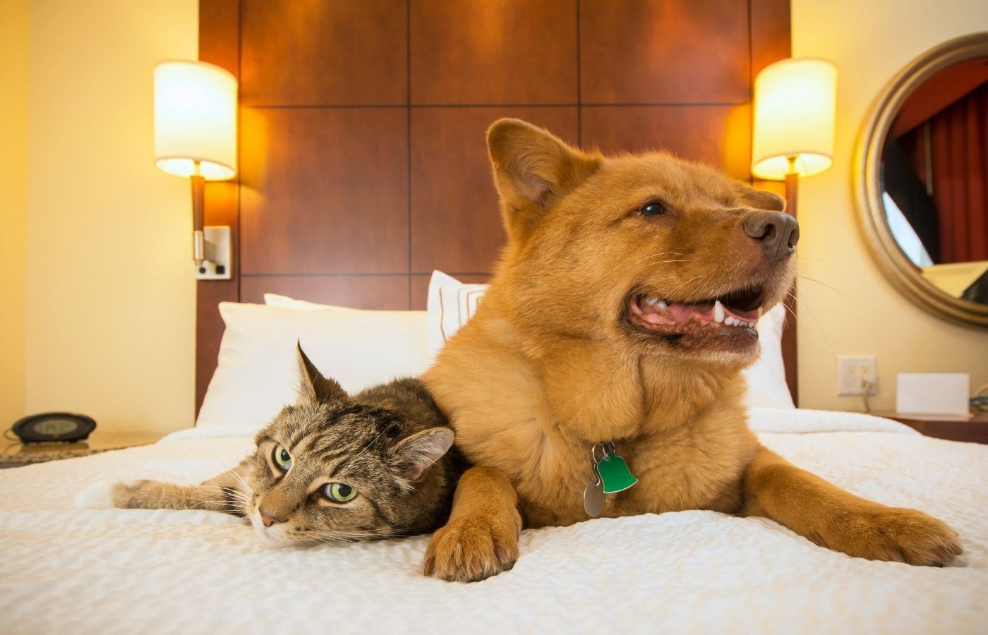 dog-friendly-hotel-chain.jpg