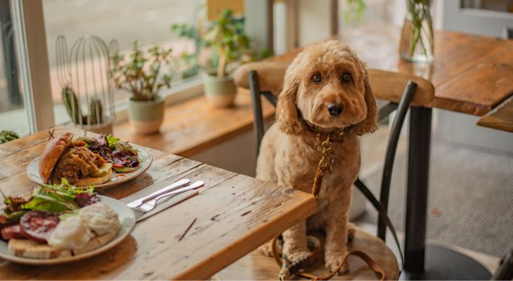good_news_these_food_premises_are_the_best_place_to_eat_indoors_with_your_dog.jpg