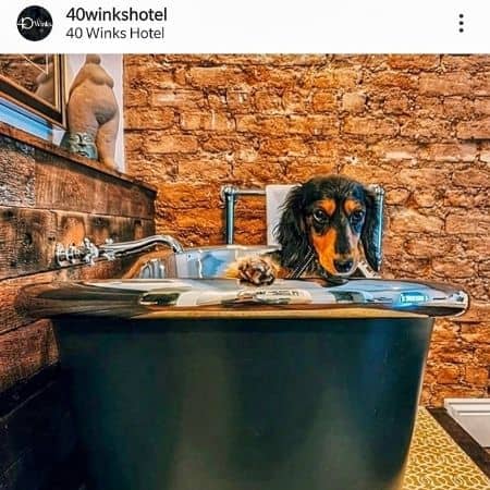 dog-friendly-hotel-40-winks.jpg